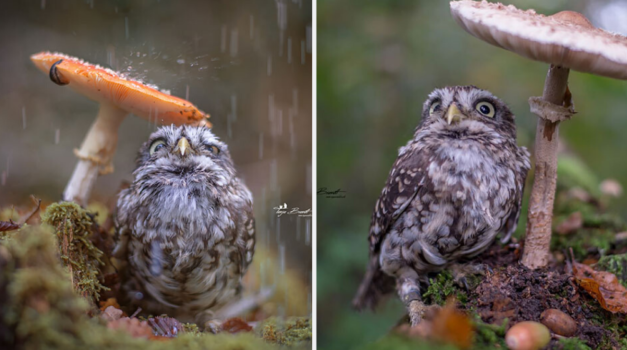 Adorable Tiny Owl Hides From The Rain Under A Mushroom And Becomes An Internet Star