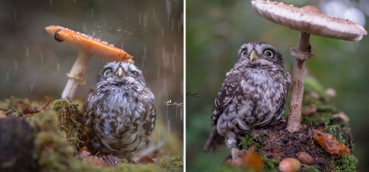 Adorable Tiny Owl Hides From The Rain Under A Mushroom And Becomes An Internet Star