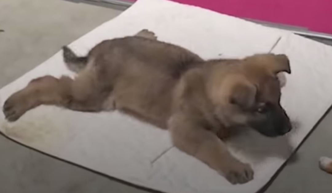 Rescuers Save Disabled Puppy Left Alone To Die On a Beach