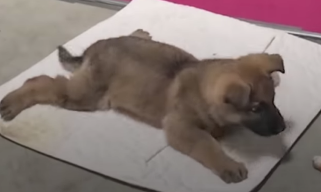 Rescuers Save Disabled Puppy Left Alone To Die On a Beach