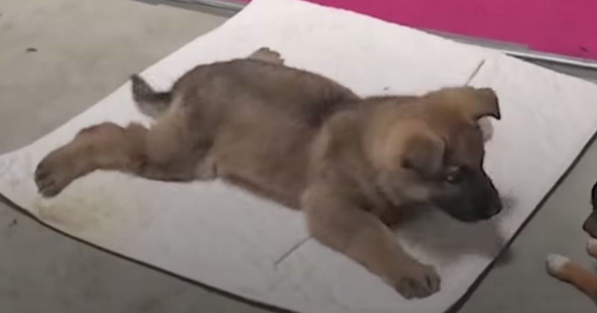 Rescuers Save Disabled Puppy Left Alone To Die On a Beach