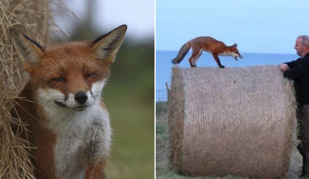 Wildlife Photographers Come Back To Check On Orphaned Fox They Rescued