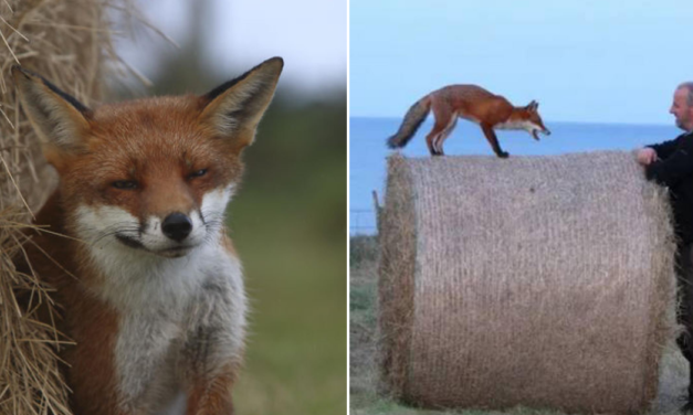 Wildlife Photographers Come Back To Check On Orphaned Fox They Rescued