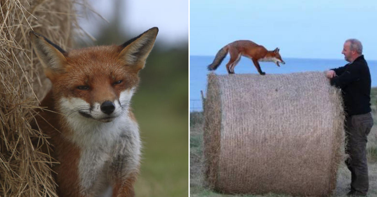 Wildlife Photographers Come Back To Check On Orphaned Fox They Rescued