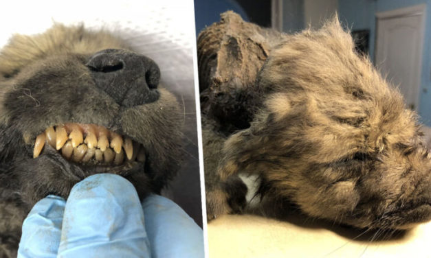 18,000 Year-Old Dog Found Frozen In Ice, Could Be The Oldest Dog Ever