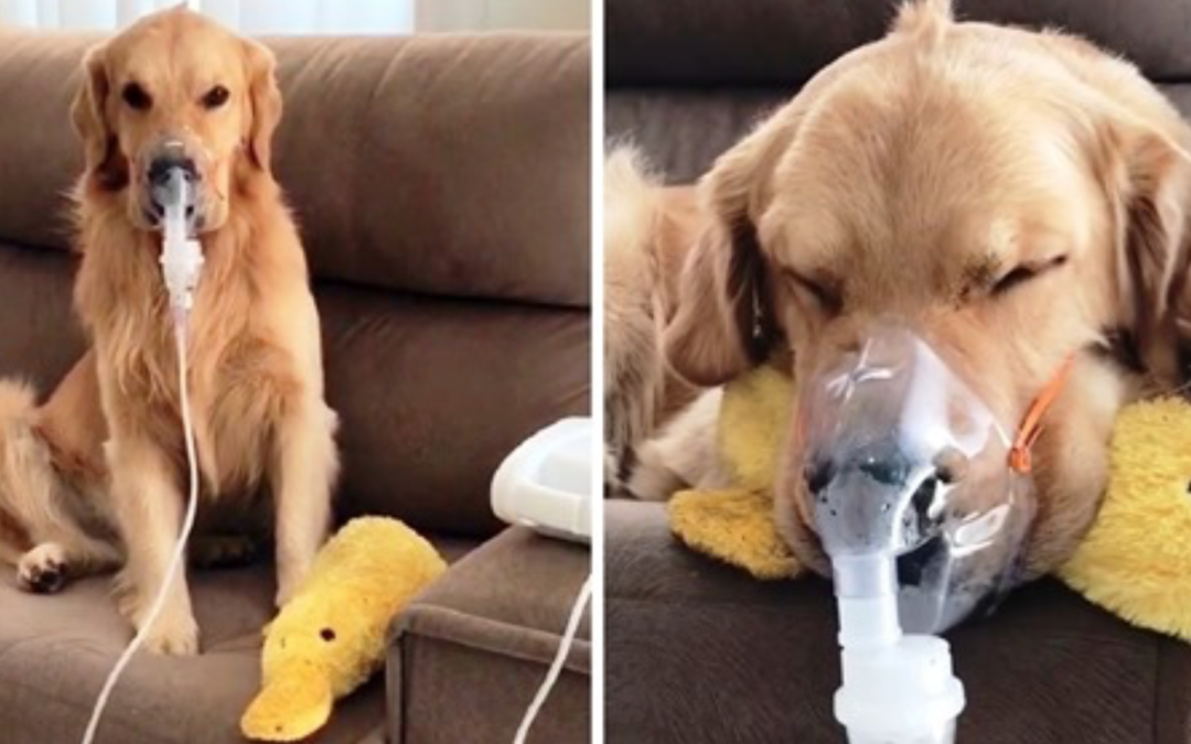 Sick Golden Retriever Patiently Obeys Mom & Wears Breathing Mask