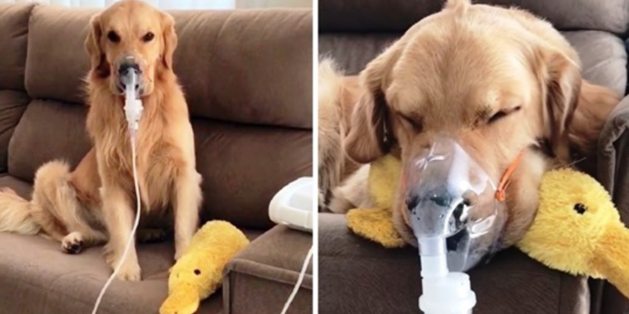 Sick Golden Retriever Patiently Obeys Mom & Wears Breathing Mask