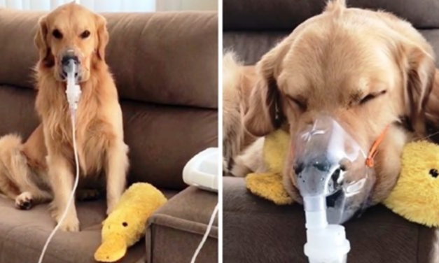 Sick Golden Retriever Patiently Obeys Mom & Wears Breathing Mask