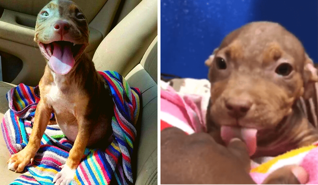 Overjoyed Pitbull Can’t Stop Wagging Her Tail After Finally Finding A Forever Home