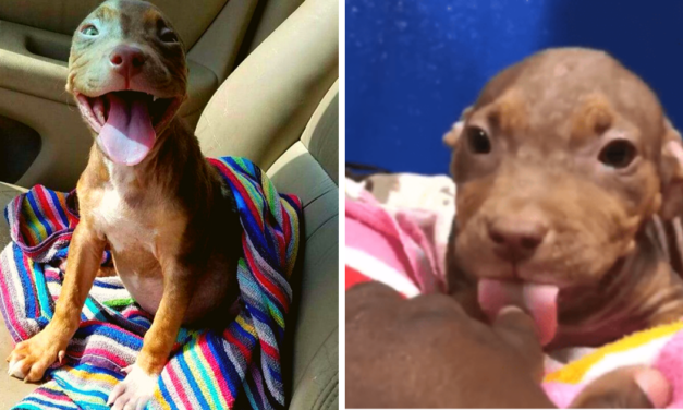 Overjoyed Pitbull Can’t Stop Wagging Her Tail After Finally Finding A Forever Home