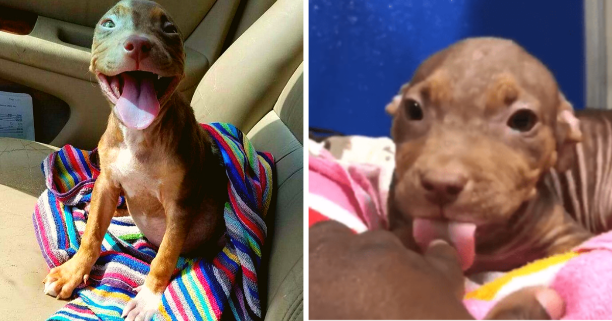 Overjoyed Pitbull Can’t Stop Wagging Her Tail After Finally Finding A Forever Home
