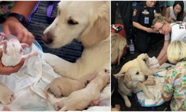 Service Dog Surprises Everyone And Gives Birth To 8 Puppies In The Middle Of Crowded Airport