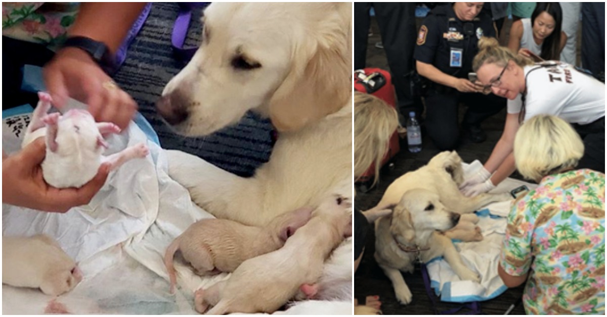 Service Dog Surprises Everyone And Gives Birth To 8 Puppies In The Middle Of Crowded Airport