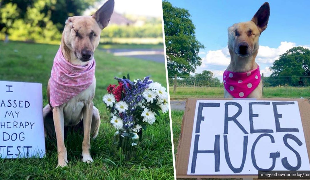 Horribly Mistreated Dog Has Now Become A Registered Therapy Dog