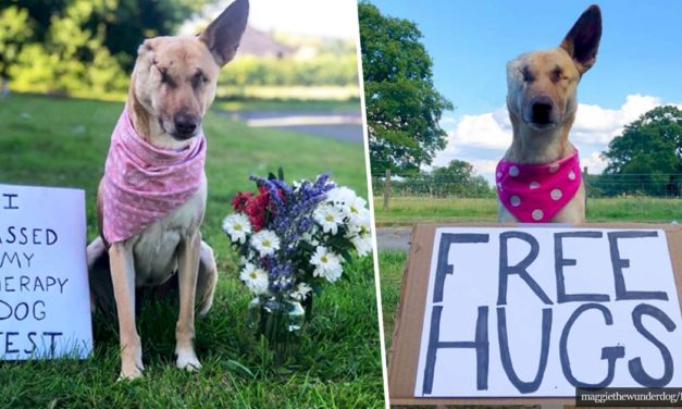 Horribly Mistreated Dog Has Now Become A Registered Therapy Dog