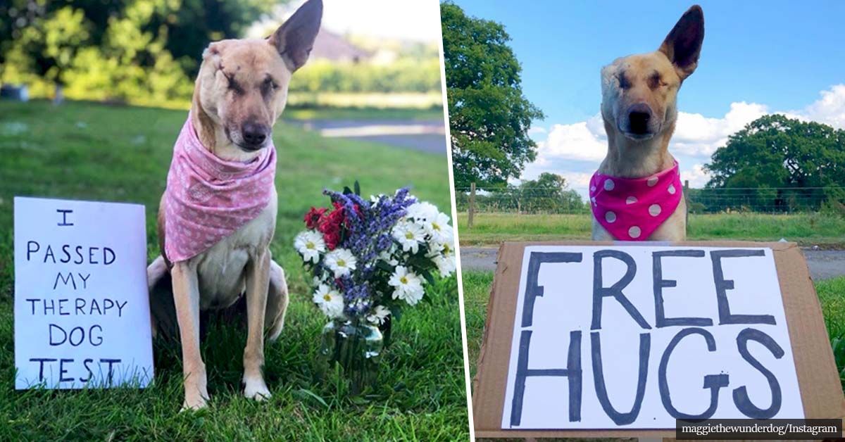 Horribly Mistreated Dog Has Now A Registered