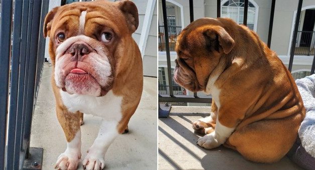 Quarantined Bulldog Watching Kids Play From His Balcony Is Heartbreaking
