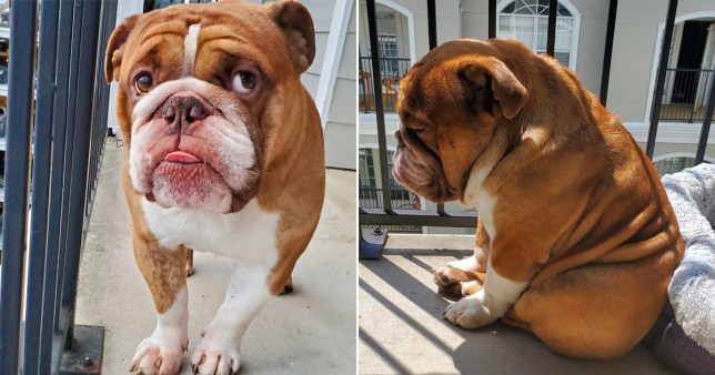 Quarantined Bulldog Watching Kids Play From His Balcony Is Heartbreaking