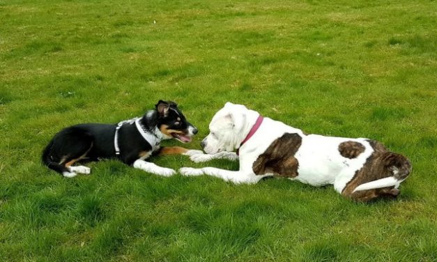 Bulldog Acts as Guide Dog to 6-Month-Old Blind Puppy As They Become Best Friends