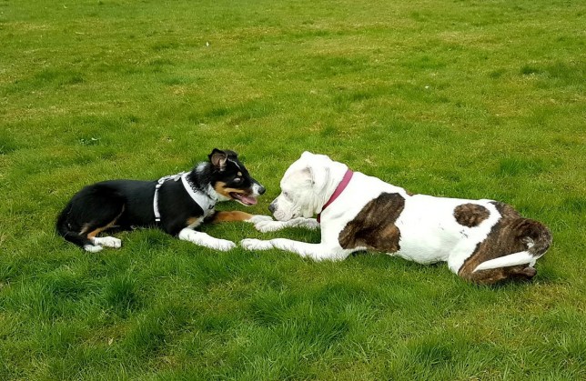 Bulldog Acts as Guide Dog to 6-Month-Old Blind Puppy As They Become Best Friends