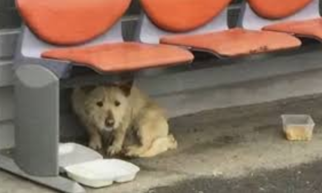 Small Dog That Survived Harsh Winter On The Streets Makes Incredible Recovery
