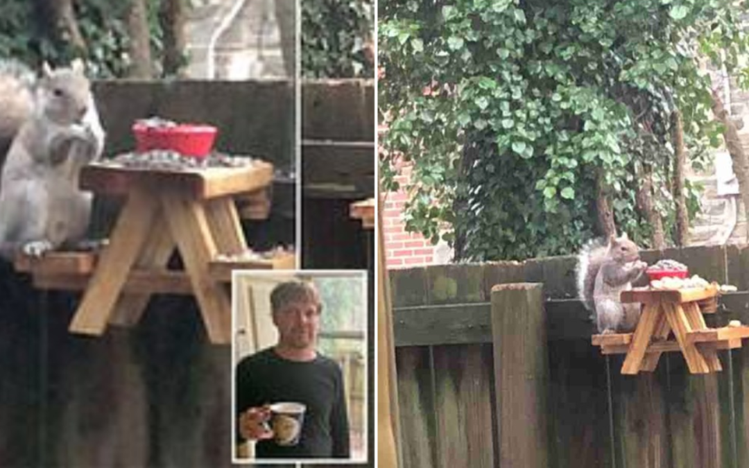 Man Builds A Mini Picnic Table For The Squirrels In His Yard To Enjoy