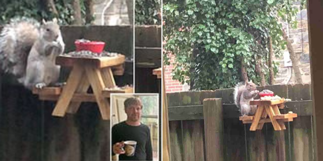 Man Builds A Mini Picnic Table For The Squirrels In His Yard To Enjoy