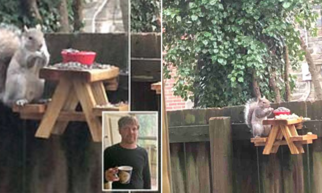 Man Builds A Mini Picnic Table For The Squirrels In His Yard To Enjoy