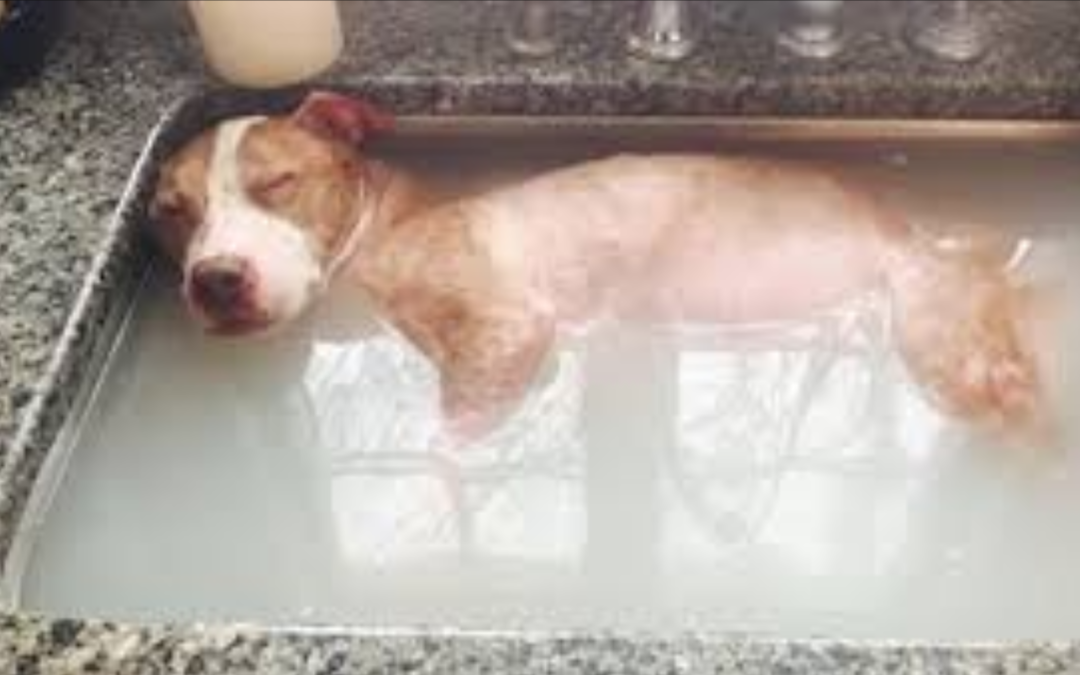 Pitbull Dragged By Truck Gets His Healing Bath, He Deserves Every Second Of It