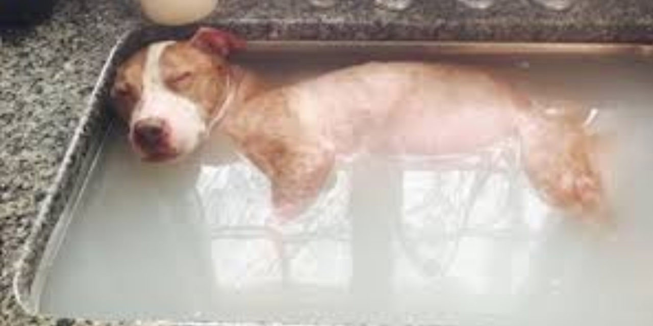 Pitbull Dragged By Truck Gets His Healing Bath, He Deserves Every Second Of It
