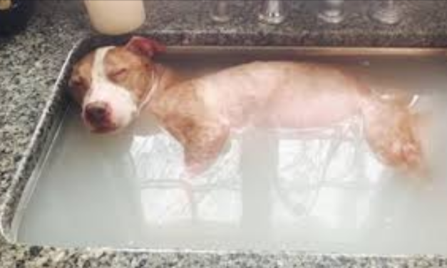 Pitbull Dragged By Truck Gets His Healing Bath, He Deserves Every Second Of It