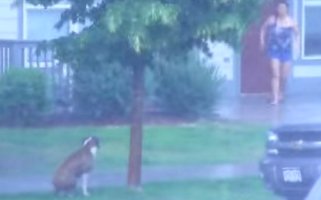 Heroic Woman Helps Dog Abandoned In Severe Thunderstorm