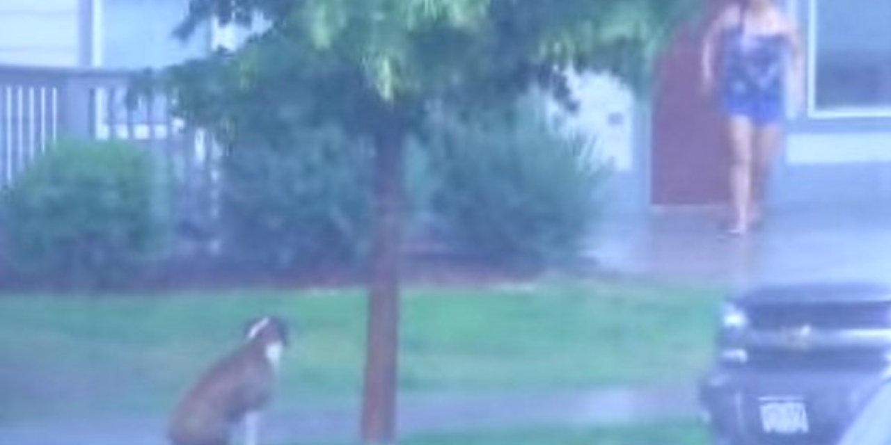 Heroic Woman Helps Dog Abandoned In Severe Thunderstorm