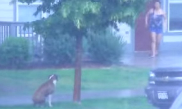 Heroic Woman Helps Dog Abandoned In Severe Thunderstorm