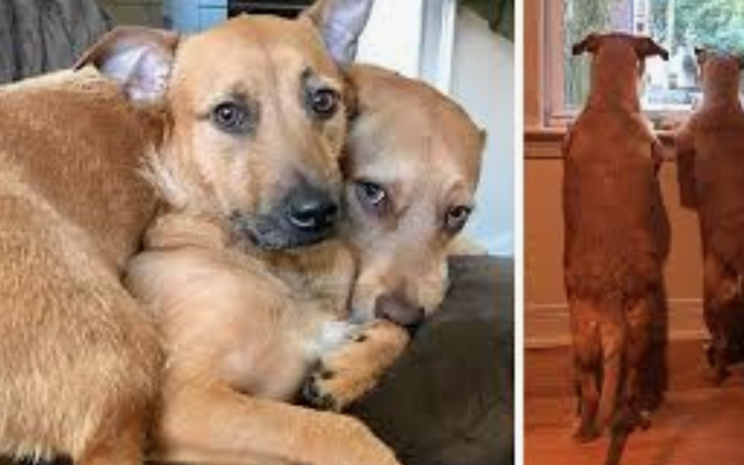 Dog Begs Mom To Bring Home Her Twin She Found On The Street