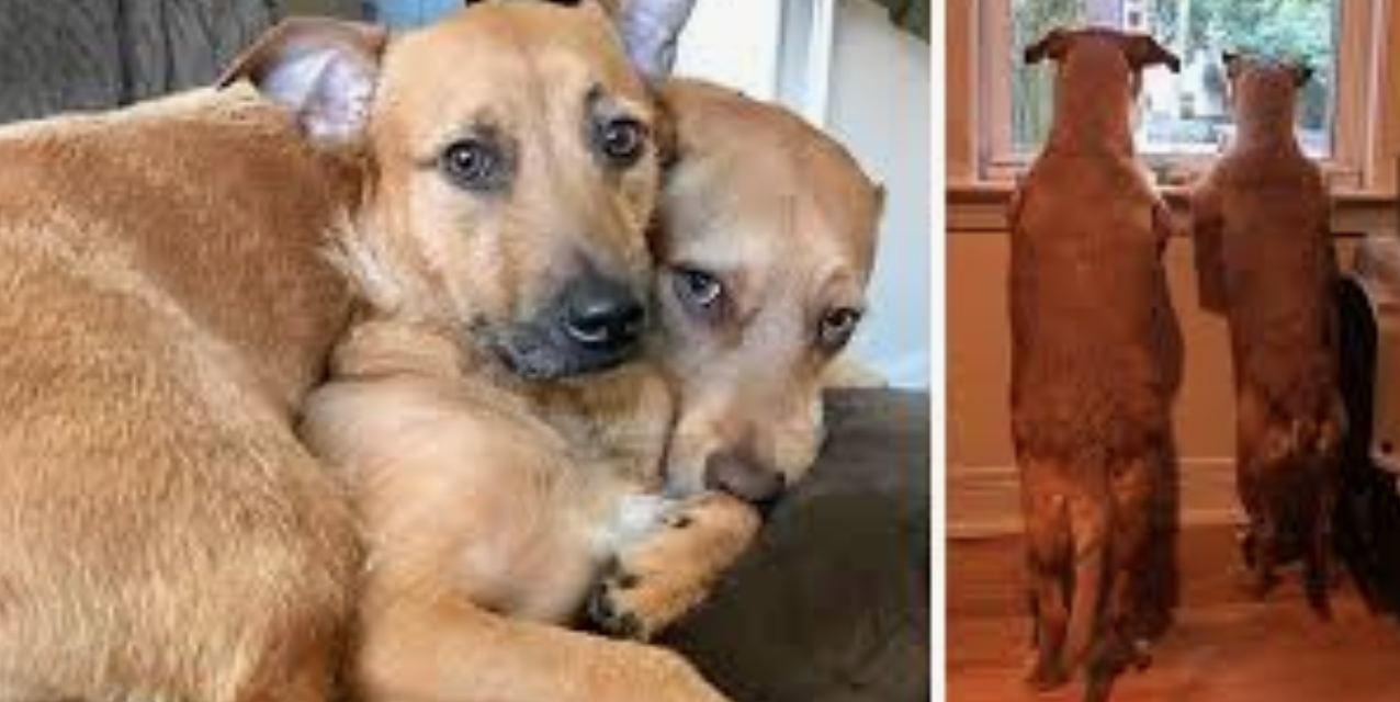 Dog Begs Mom To Bring Home Her Twin She Found On The Street