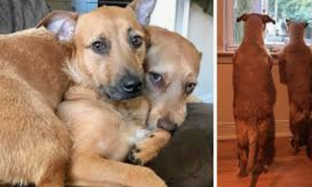 Dog Begs Mom To Bring Home Her Twin She Found On The Street