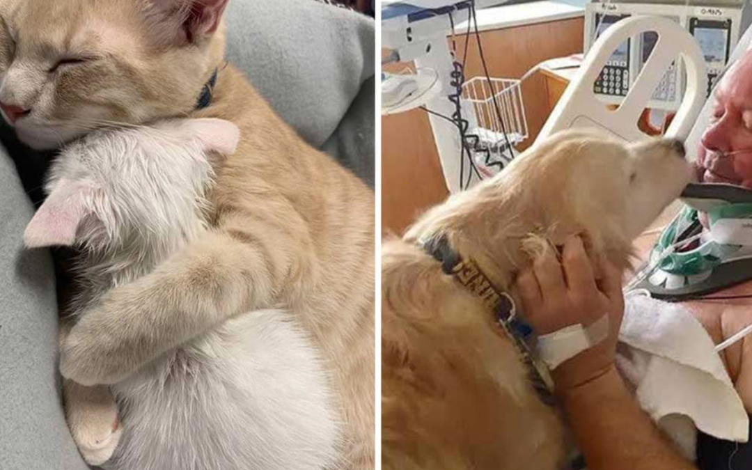 20 Photos Showing That Animals Can Make Sacrifices For Those They Love