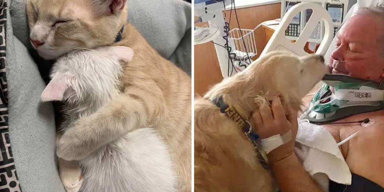 20 Photos Showing That Animals Can Make Sacrifices For Those They Love
