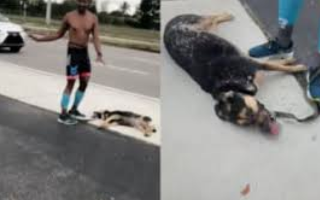 Owner Refuses To Hydrate Dog Who Collapses After Running 6 Miles In Heat