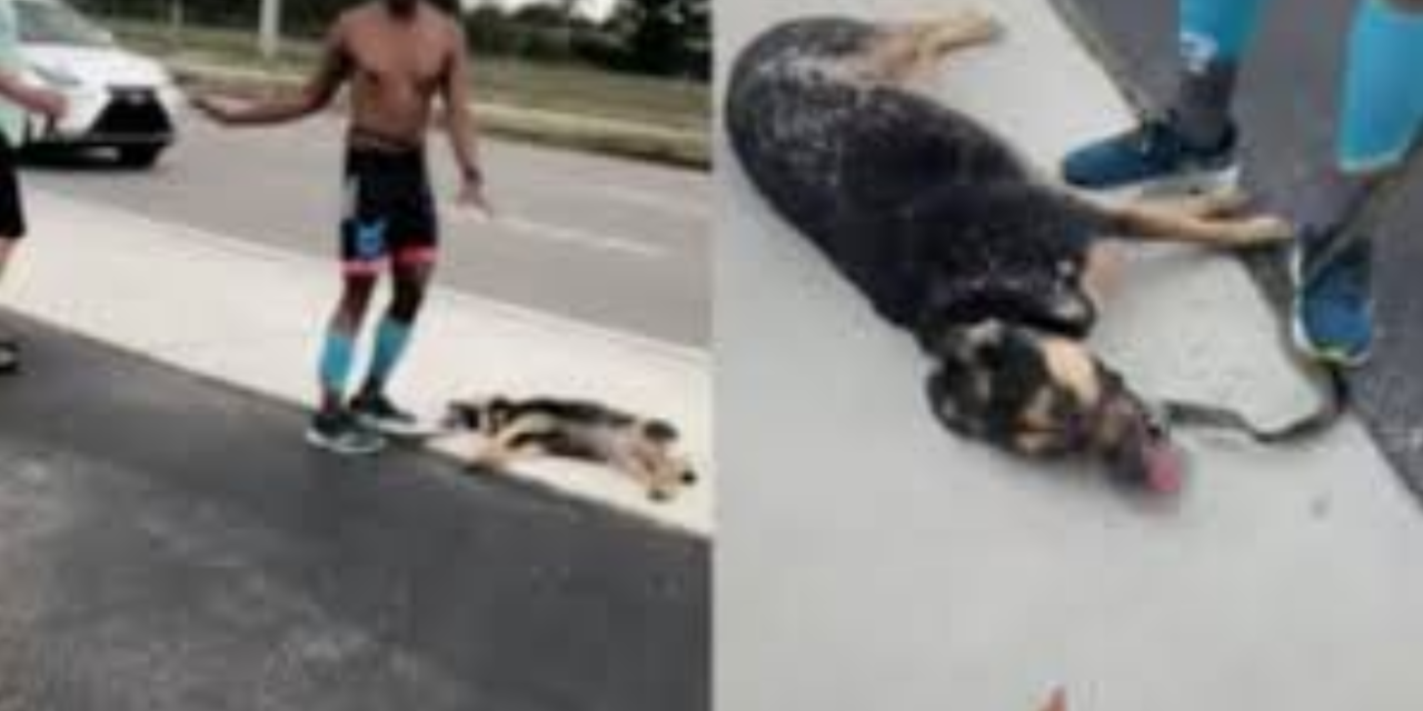 Owner Refuses To Hydrate Dog Who Collapses After Running 6 Miles In Heat