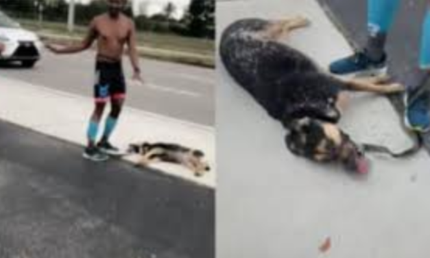 Owner Refuses To Hydrate Dog Who Collapses After Running 6 Miles In Heat