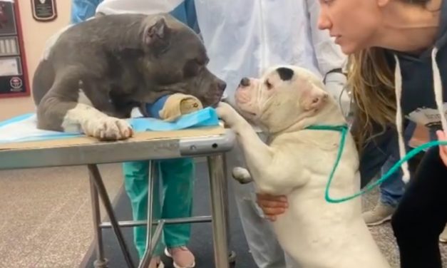 Mourning Dogs Console Each Other After Their Owner Dies Tragically Trying To Save Them