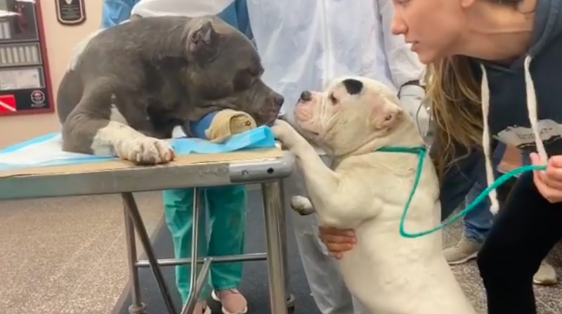 Mourning Dogs Console Each Other After Their Owner Dies Tragically Trying To Save Them