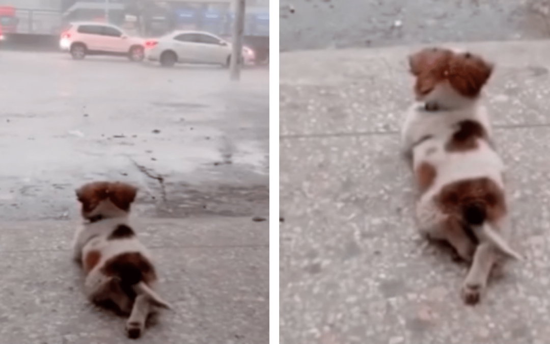 Tiny Dog Stole The Hearts Of People Everywhere By Quietly Watching The Rain By Himself