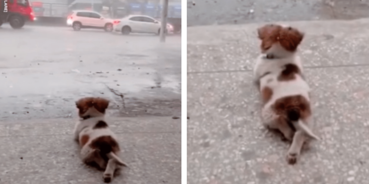 Tiny Dog Stole The Hearts Of People Everywhere By Quietly Watching The Rain By Himself