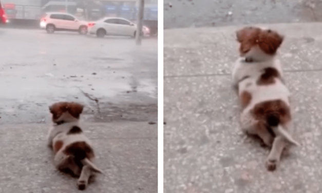 Tiny Dog Stole The Hearts Of People Everywhere By Quietly Watching The Rain By Himself