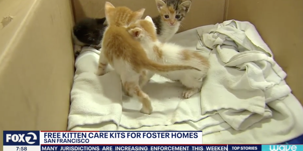 SF Animal Care Is Offering Free Kitten Care For Everyone Who Adopts Stray Kittens