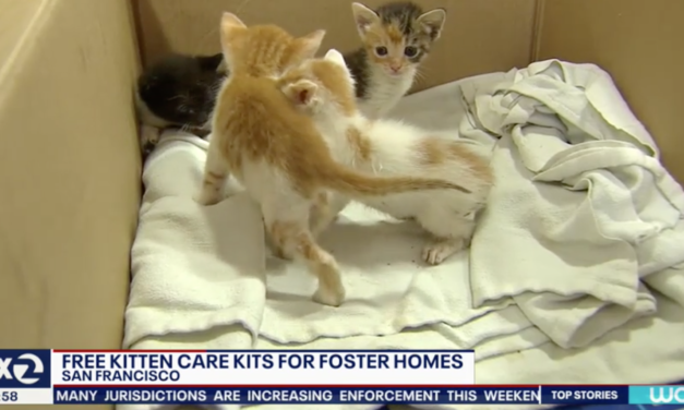 SF Animal Care Is Offering Free Kitten Care For Everyone Who Adopts Stray Kittens