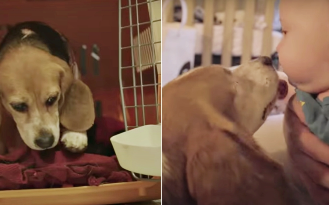 Beagle Who Spent Years In A Lab Cage Finally Leaves Her Cage For A Crying Baby